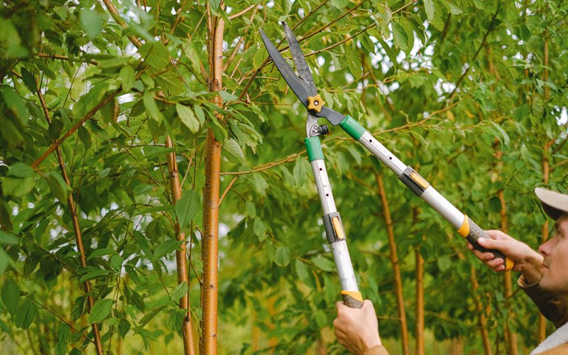 Tree trimming in Willow City, TX