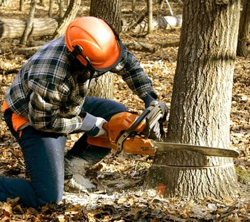 Tree Removal in Willow City, TX